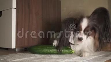 狗狗狗狗狗吃新鲜的绿色黄瓜胃口录像